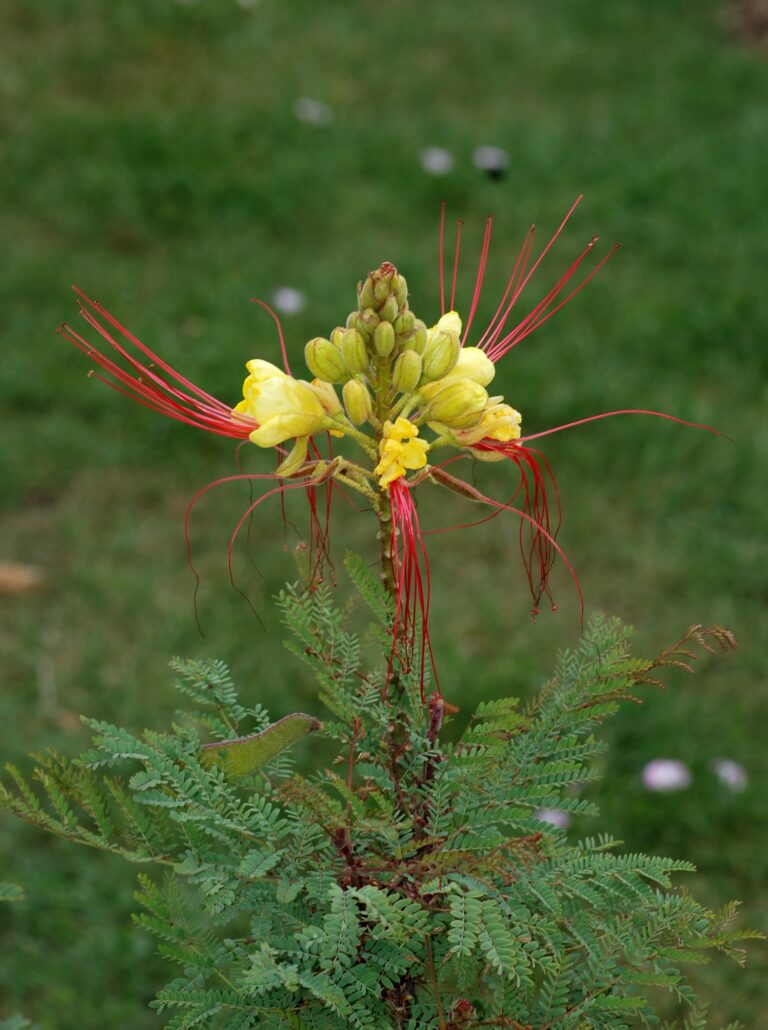 Sapan gilliesův (Caesalpinia gilliesii)