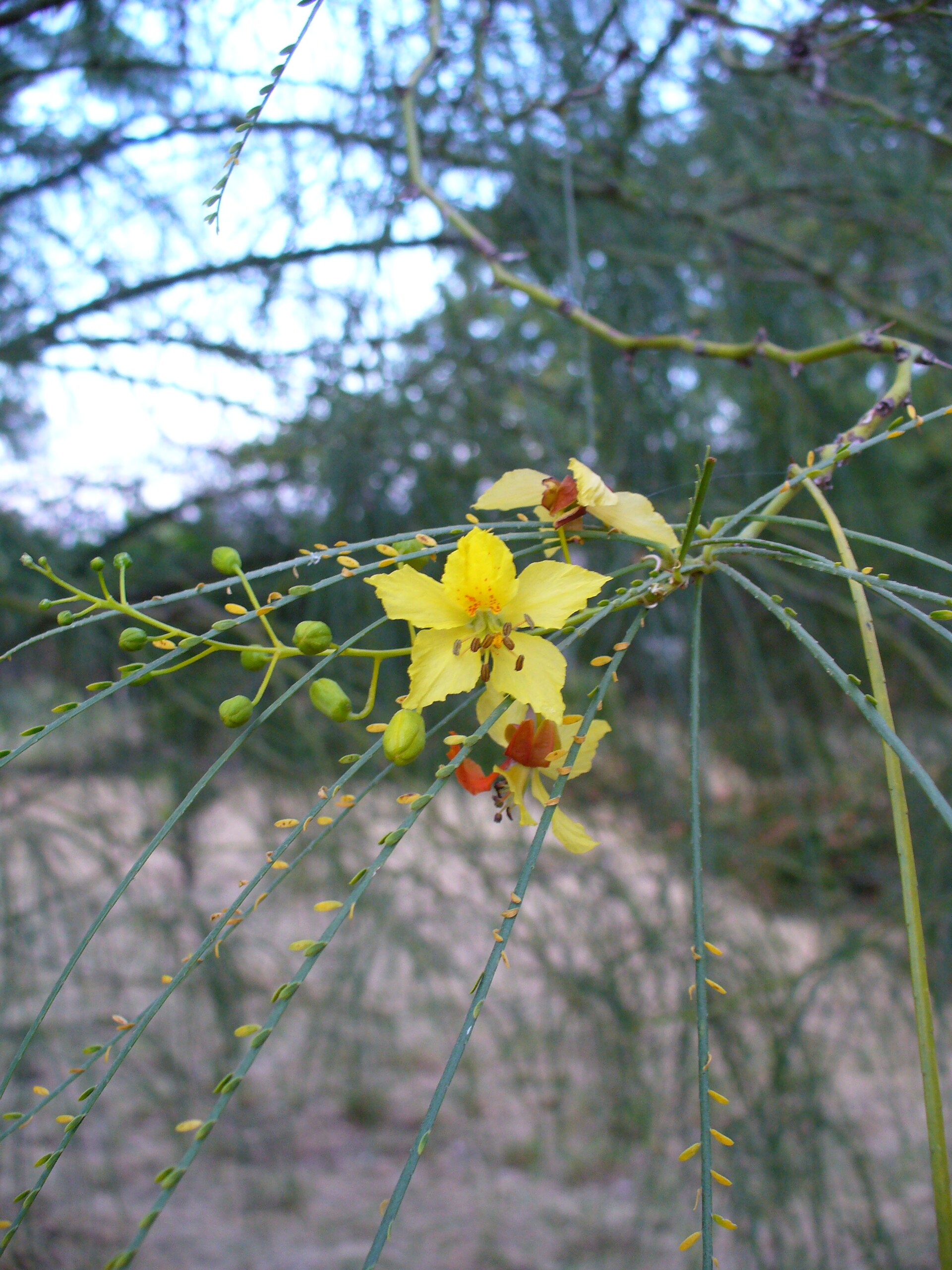 Parkinsonie pichlavá