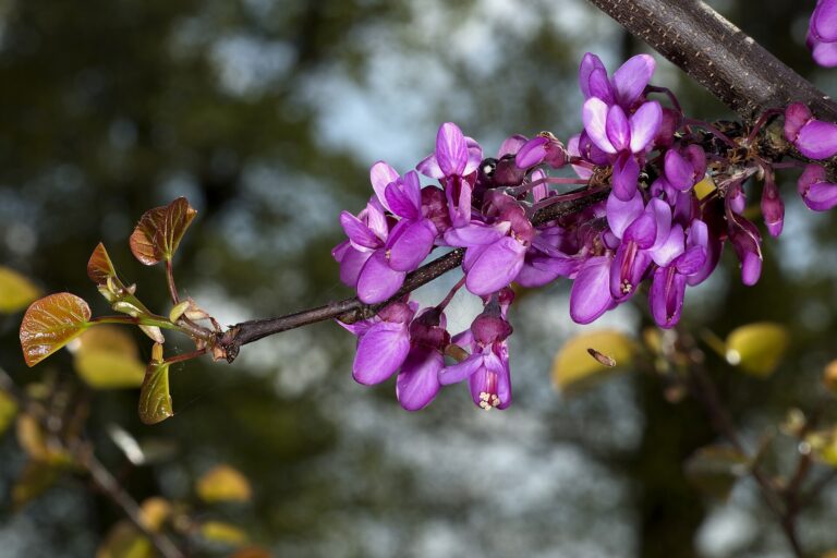 Zmarilka jidášova (Cercis siliquastrum)