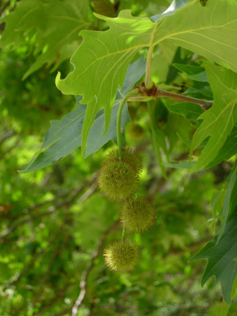Platan východní (Platanus orientalis)