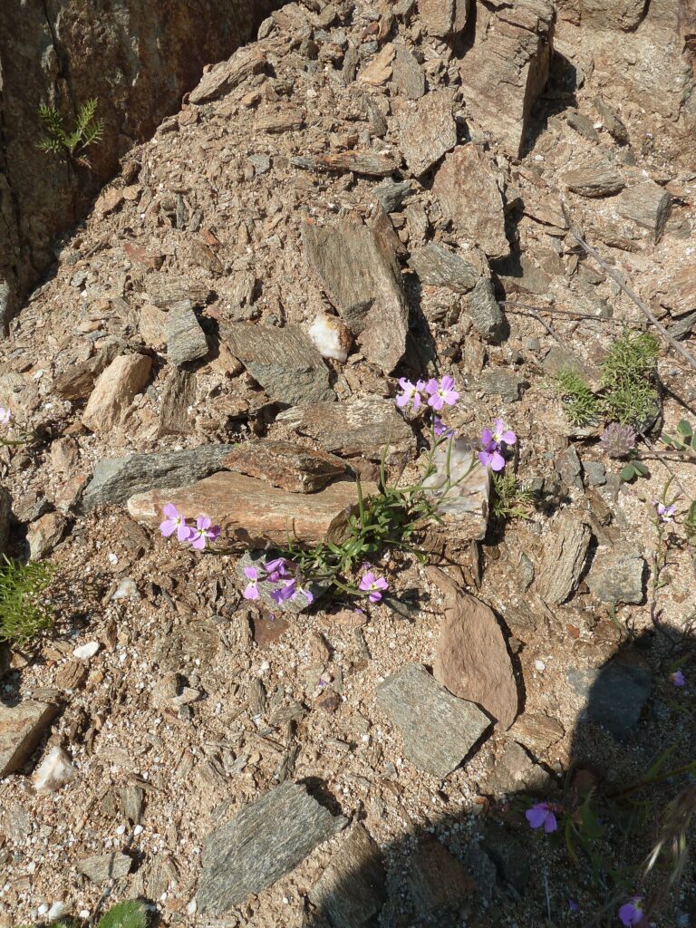 Večernička rozprostřená (Malcolmia flexuosa)