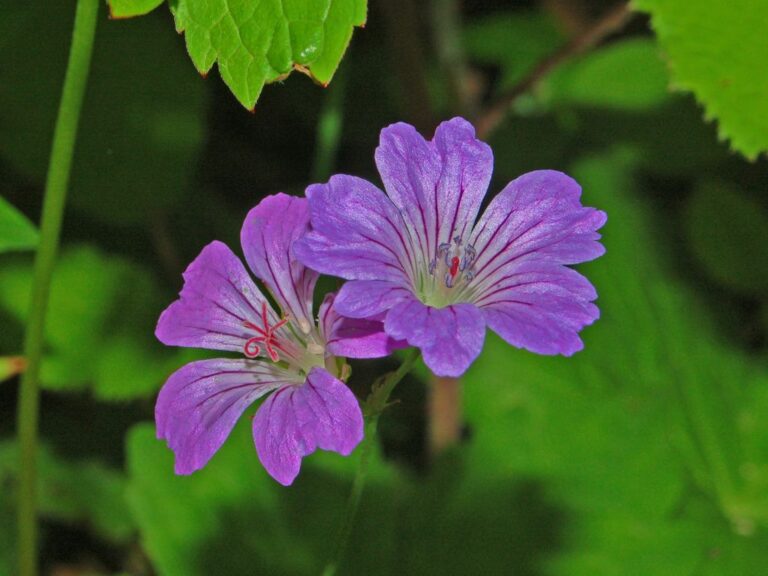 Kakost uzlinatý Kakost uzlinatý (Geranium nodosum)