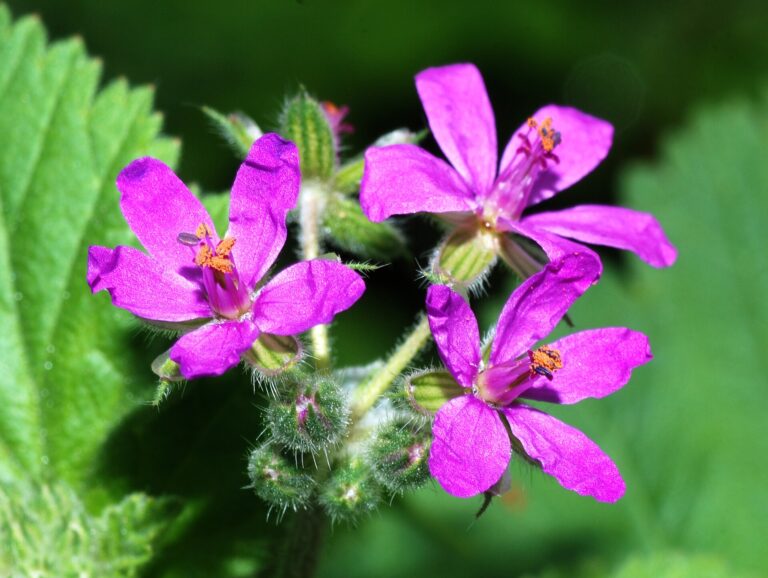 Pumpava slézovitá (Erodium malacoides)