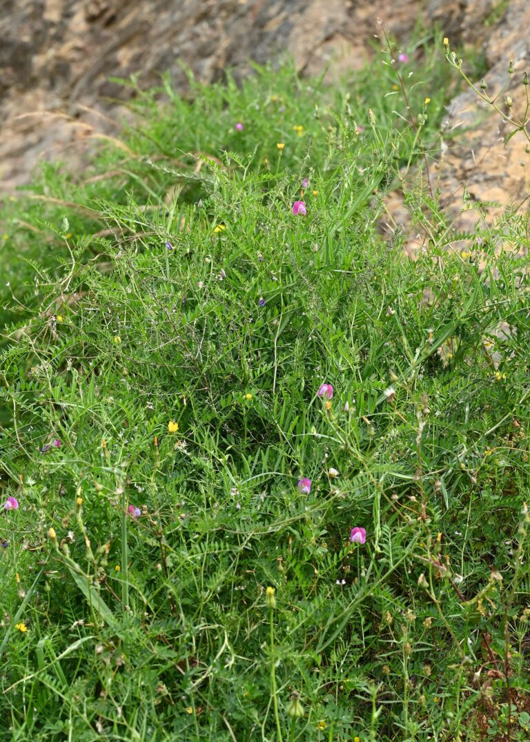 Hrachor popínavý (Lathyrus clymenum)