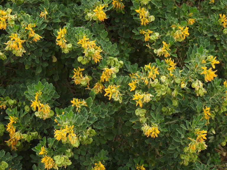 Tolice křovitá (Medicago arborea)