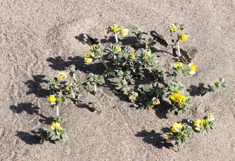 Tolice přímořská (Medicago marina)