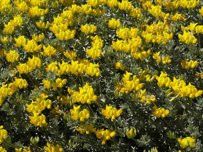 Štírovník pobřežní Štírovník pobřežní (Lotus cytisoides)