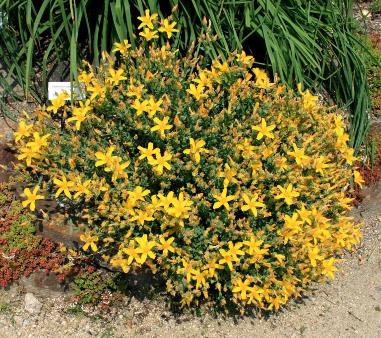Třezalka olympská (Hypericum olympicum)