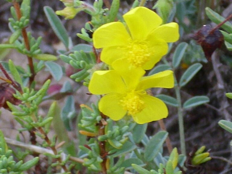 Devaterka vřesovcovitá (Fumana ericoides)