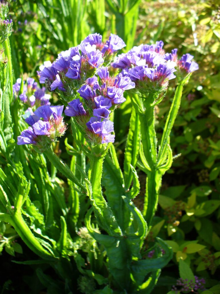 Limonka chobotnatá (Limonium sinuatum)