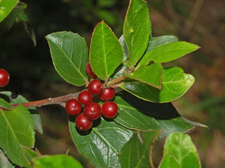 Řešetlák proměnlivý (Rhamnus alaternus)