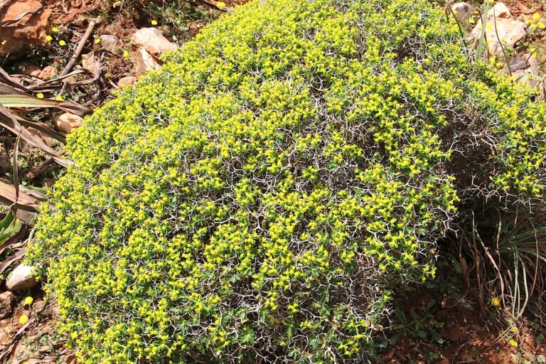 Pryšec trnitý (Euphorbia acanthothamnos)