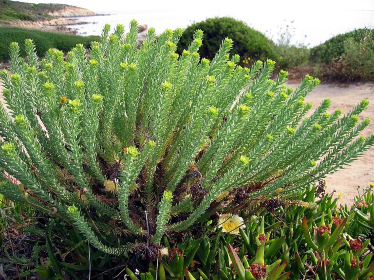Pryšec pobřežní (Euphorbia paralias)