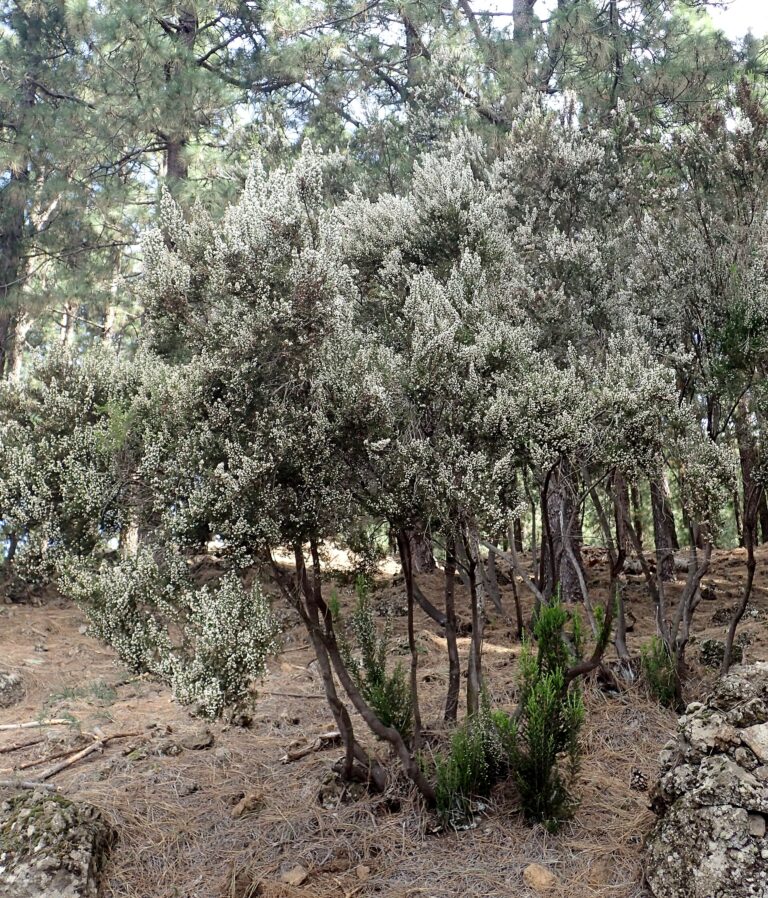 Vřesovec stromovitý (Erica arborea)