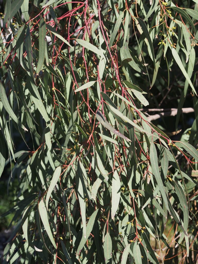 Blahovičník pobřežní (Eucalyptus camaldulensis)
