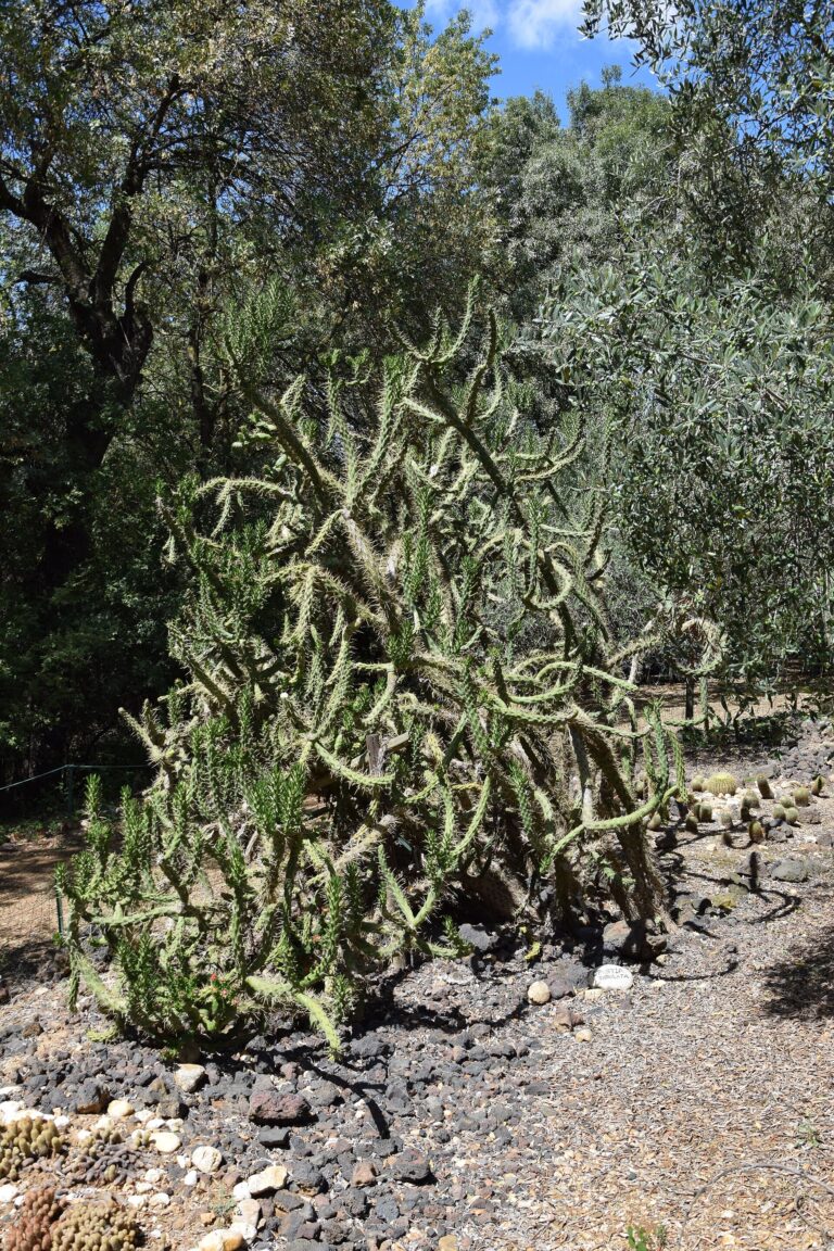 Nopál větevnatý (Opuntia subulata)