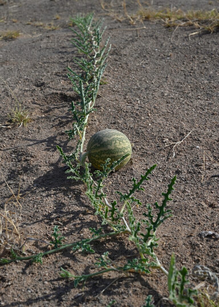 Kolokvita obecná Kolokvita obecná (Citrullus colocynthis)