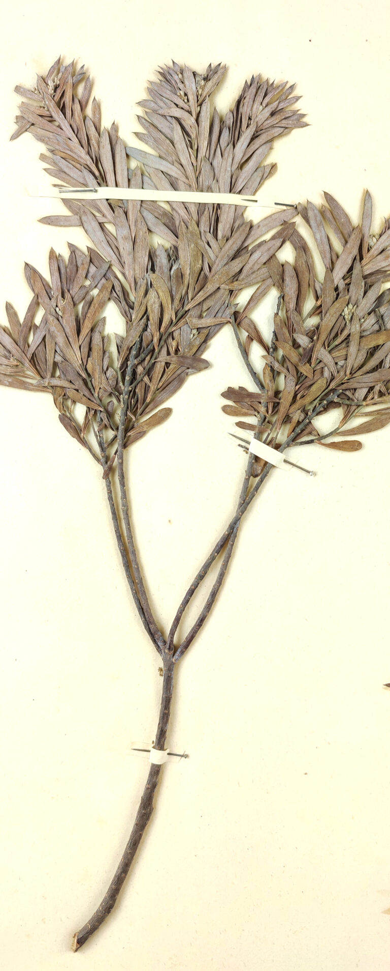 Lýkovec podzimní (Daphne gnidium)