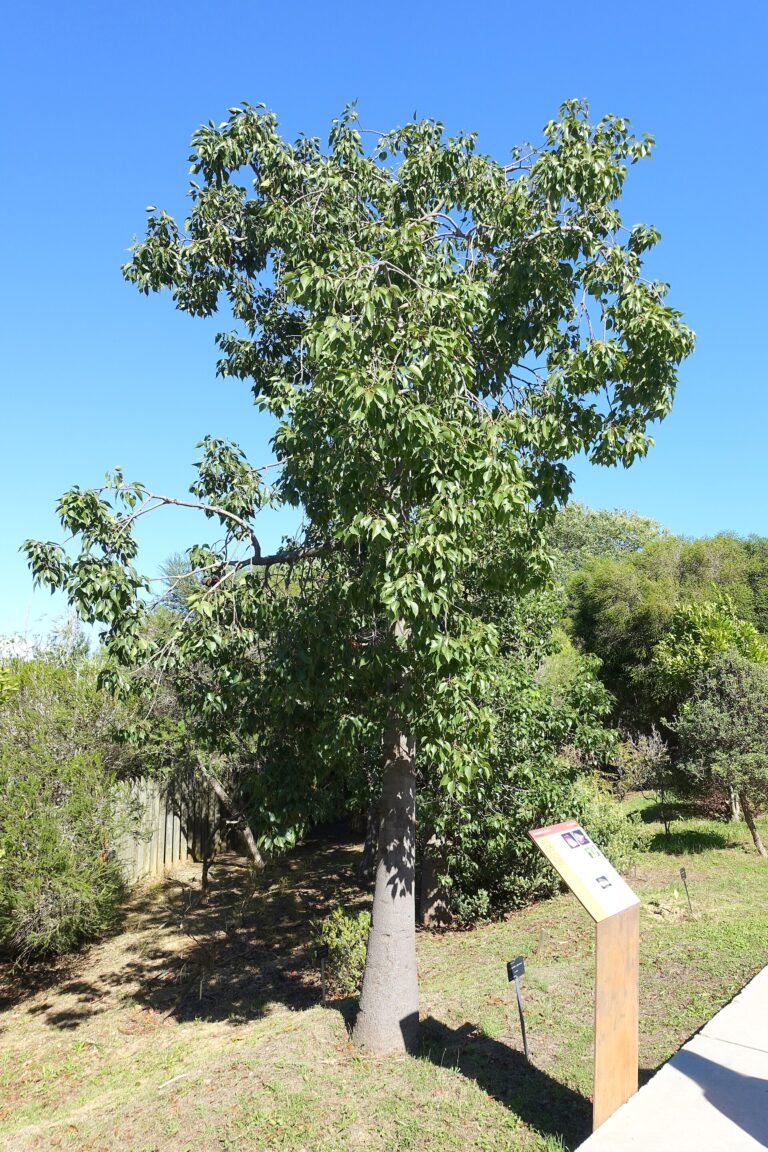 Brachychiton topolovitý (Brachychiton populneus)