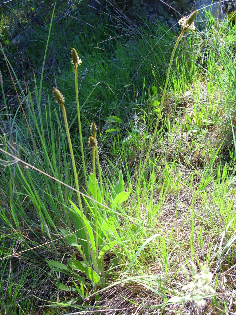 Jitrocel zaječí tlapka (Plantago lagopus)