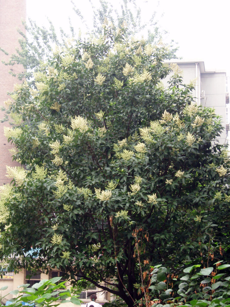 Ptačí zob lesklý (Ligustrum lucidum)