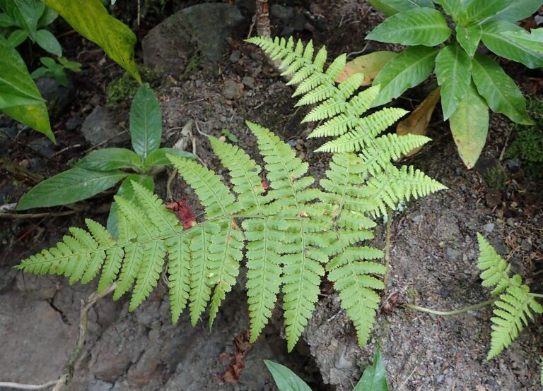 Kapraď guanchská (Dryopteris guanchica)