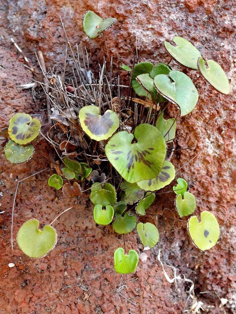 Netík ledvinitý (Adiantum reniforme)