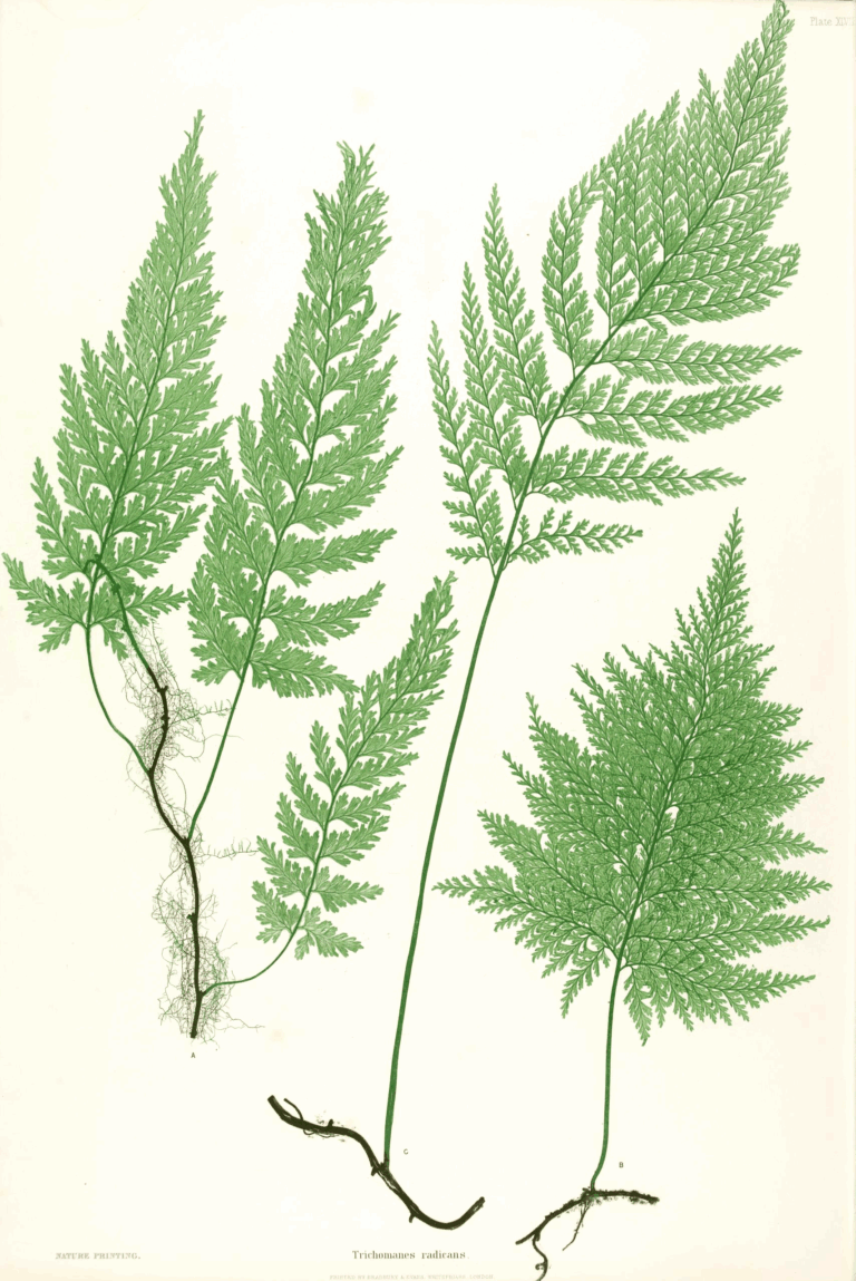 Vláskatec tajemný (Trichomanes speciosum)