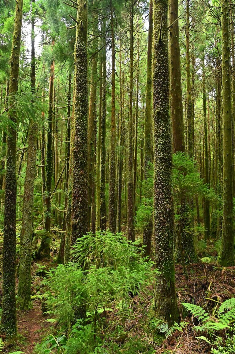 Blánatec anglický (Hymenophyllum tunbrigense)