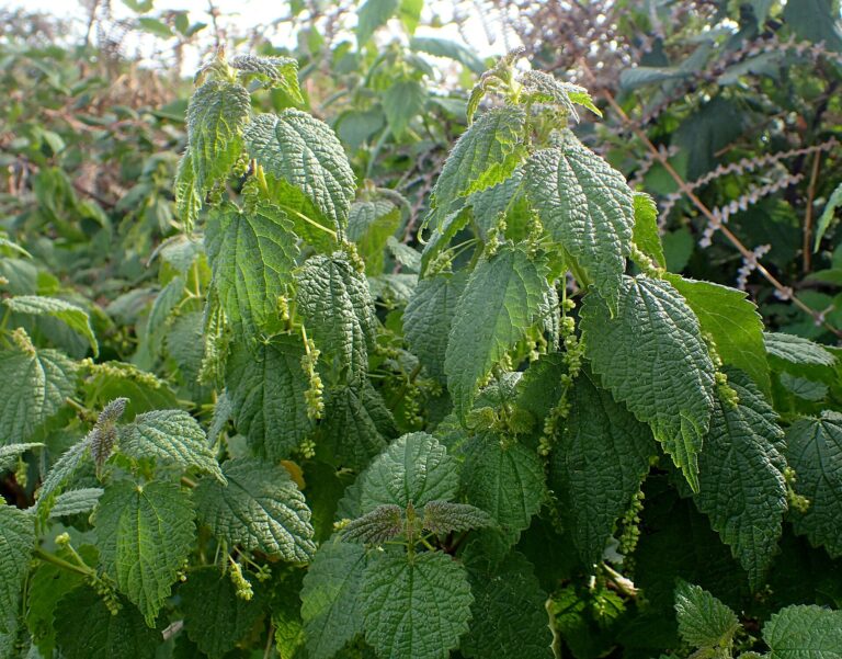 Kopřiva morušolistá (Urtica morifolia)