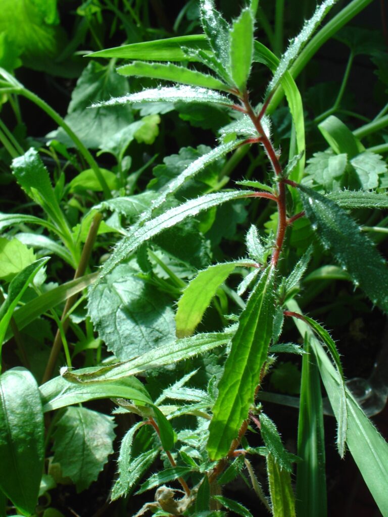 Forsskaolea úzkolistá (Forsskaolea angustifolia)