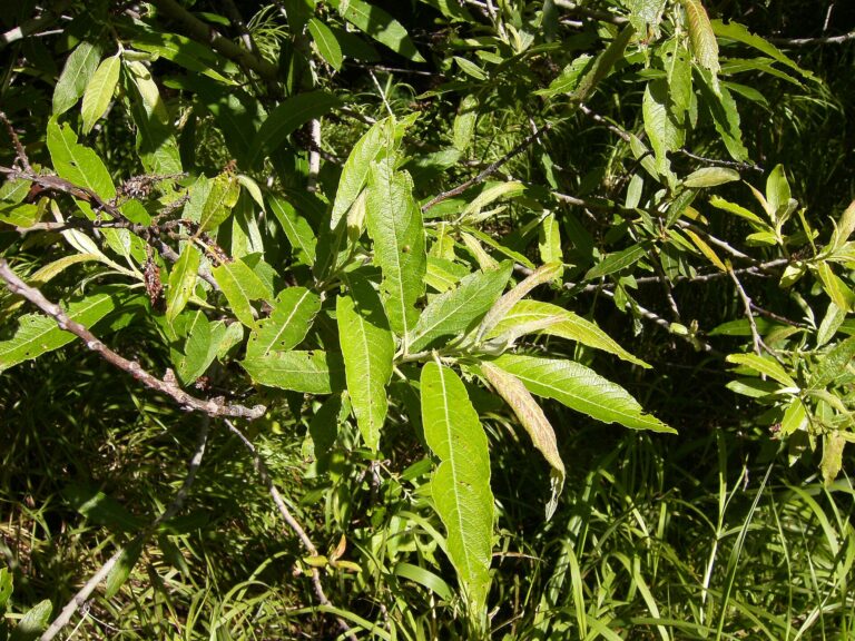 Vrba kanárská (Salix canariensis)