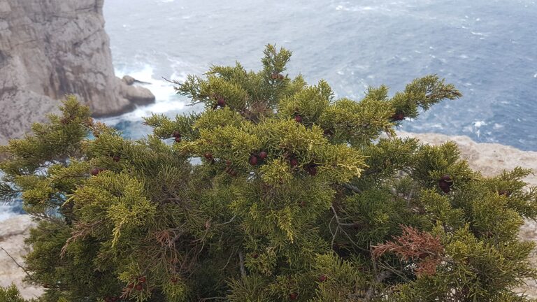 Jalovec kanárský (Juniperus turbinata)