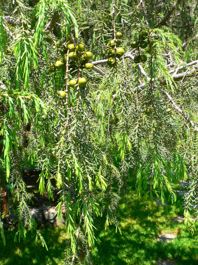 Jalovec cedrovitý (Juniperus cedrus)