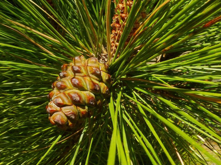 Borovice kanárská Borovice kanárská (Pinus canariensis)