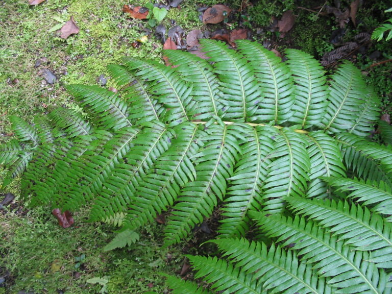 Woodwardie kořenatá (Woodwardia radicans)