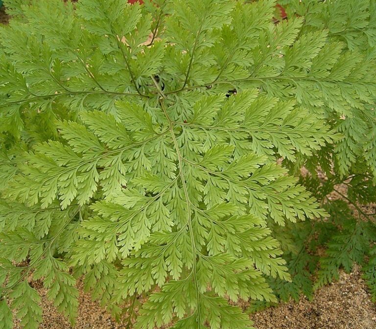 Davallie kanárská Davallie kanárská (Davallia canariensis)