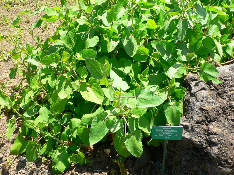 Šťovík madeirský (Rumex maderensis)