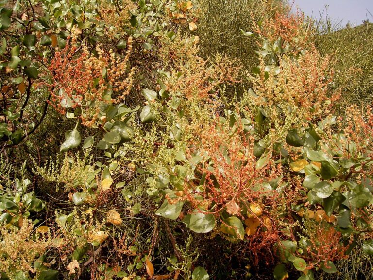 Šťovík kanárský (Rumex lunaria)