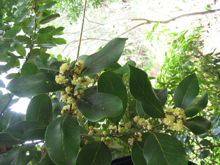 Vavřín azorský Vavřín azorský (Laurus azorica)