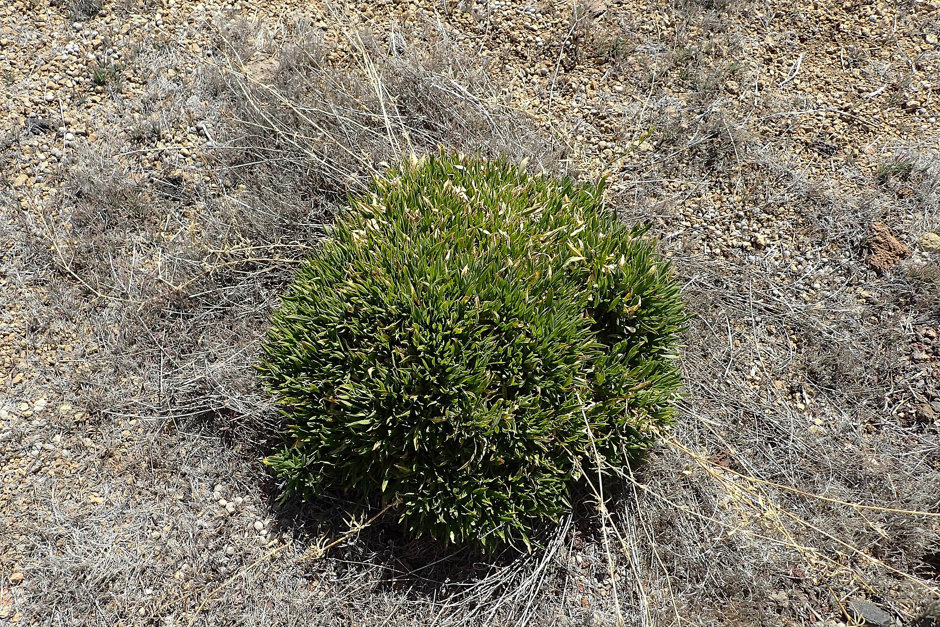 Silenka berthelotova
