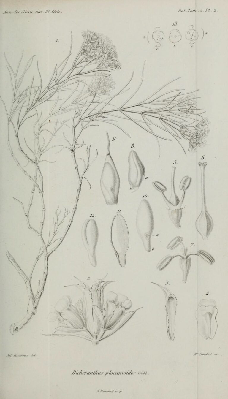 Dicherantus drápovitý (Dicheranthus plocamoides)