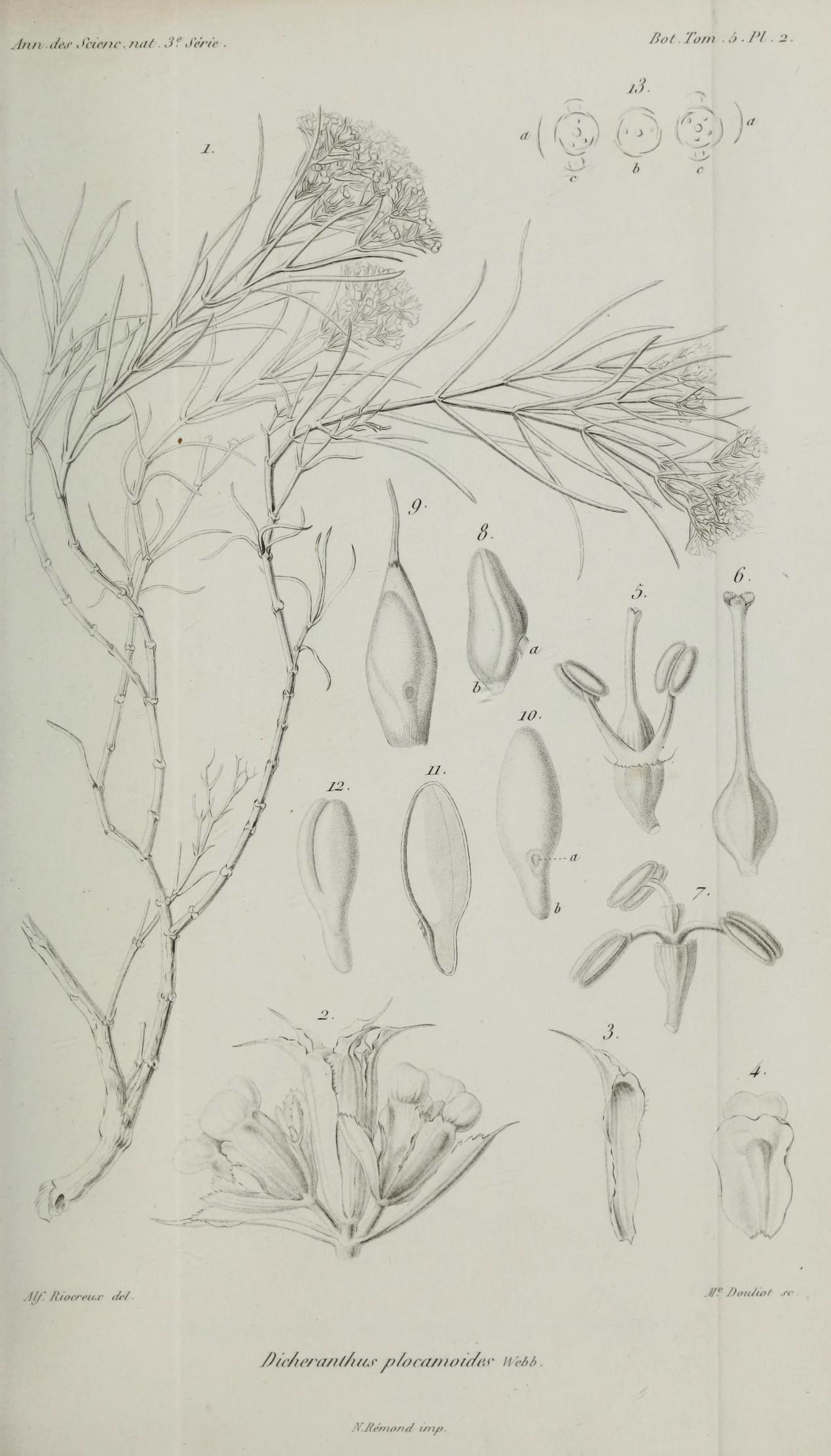 Dicherantus drápovitý