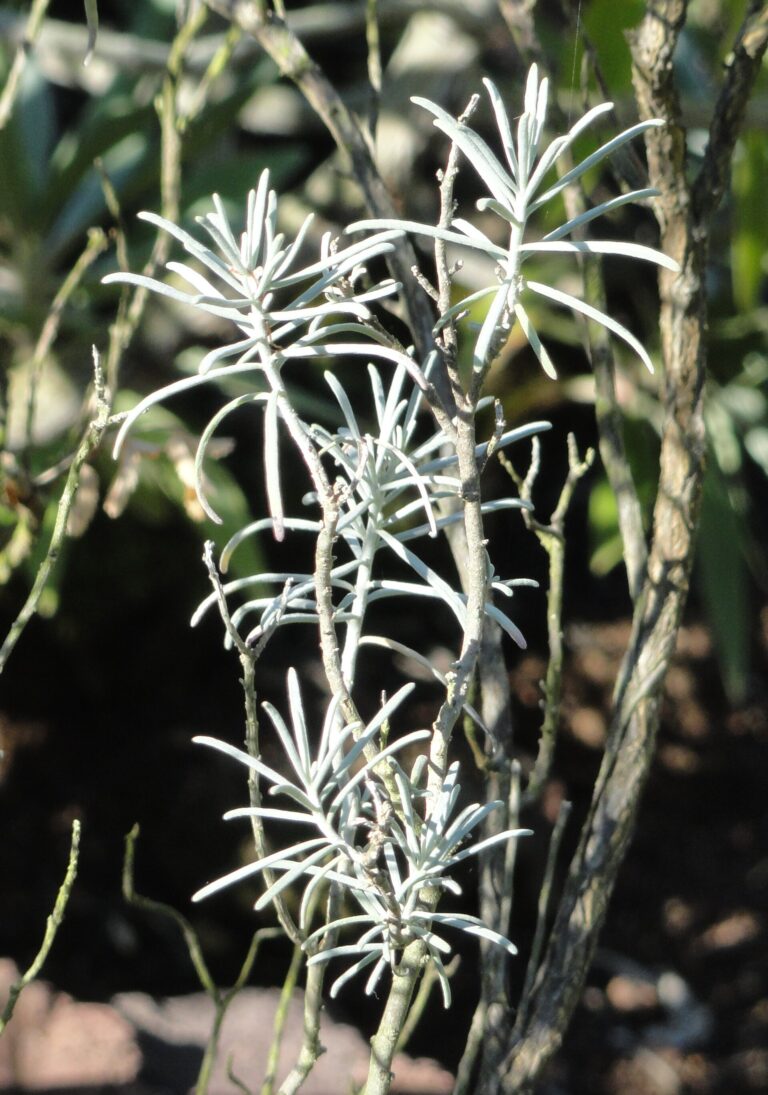 Parolinie prostřední (Parolinia intermedia)
