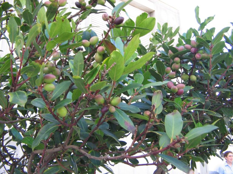 Persea indická (Persea indica)