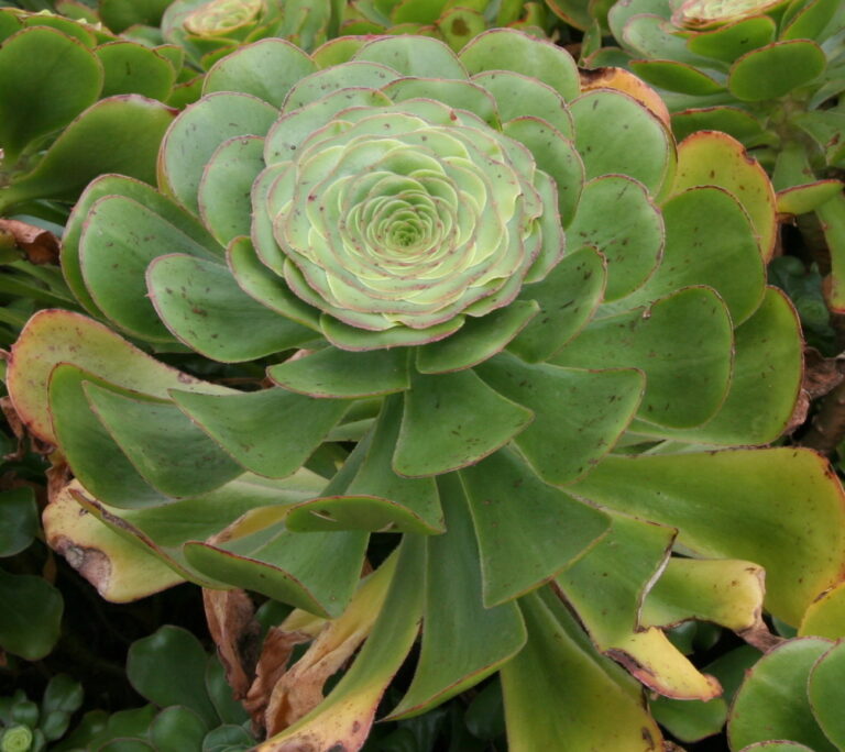 Aeonium zvlněné (Aeonium undulatum)