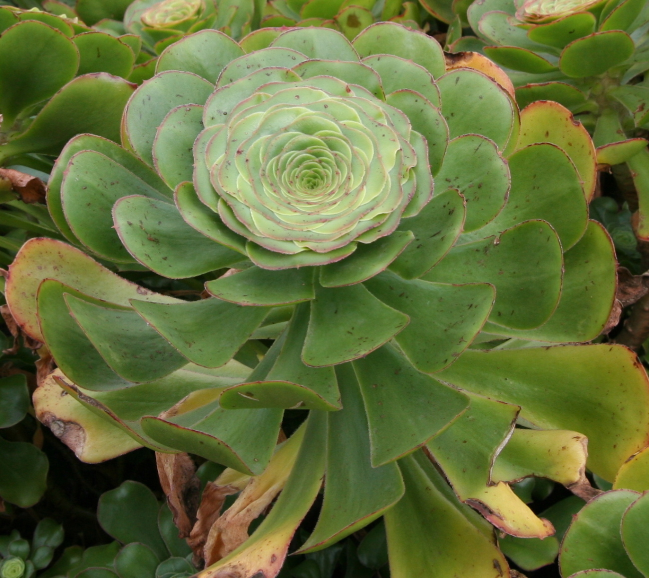 Aeonium zvlněné