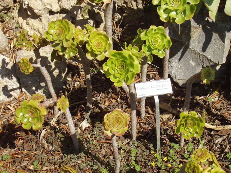 Aeonium zlatožluté (Aeonium holochrysum)