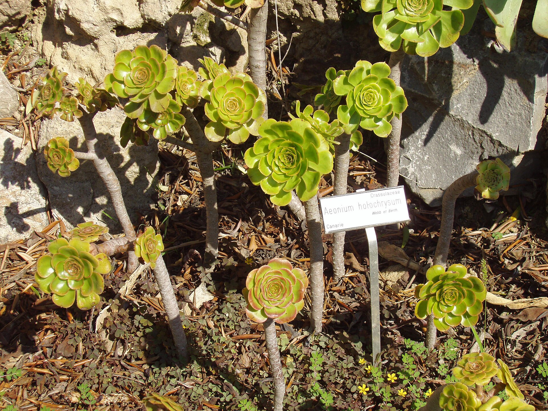 Aeonium zlatožluté