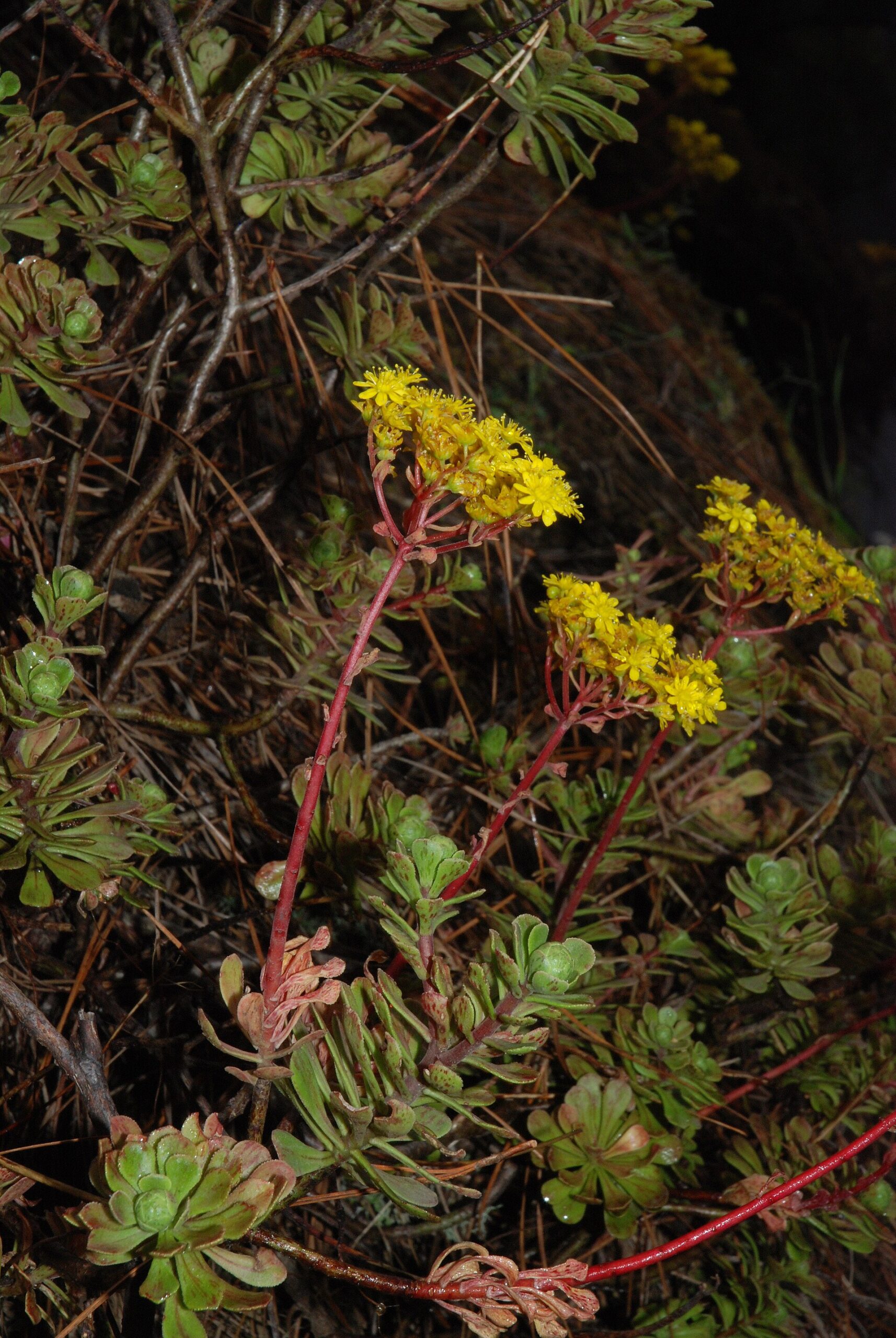 Aeonium kopišťovité